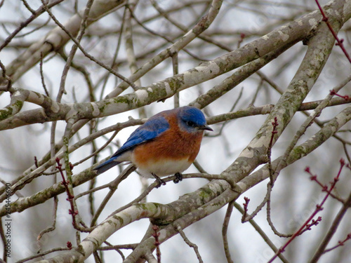 Blue Bird on a branch 