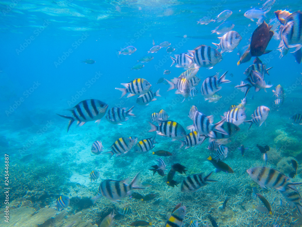 Fototapeta premium Striped dascillus fish school closeup. Coral reef underwater landscape. Tropical fishes in blue water.