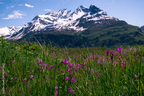 Summer Mountain and Fireweed