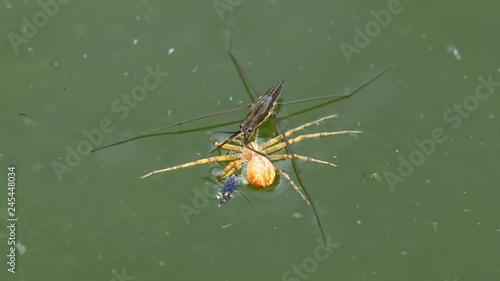 Water strider Aquarius paludum eating spider photo