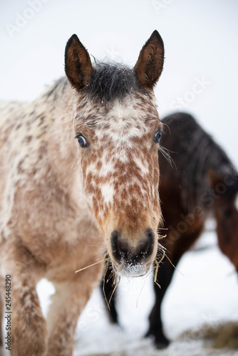 Wallpaper Mural Close up on a Appaloosa Horse in the Snow in Quebec Canada Torontodigital.ca