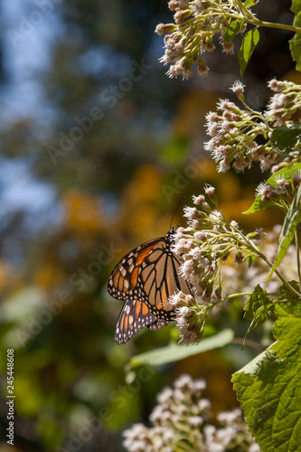 mariposa monarca25