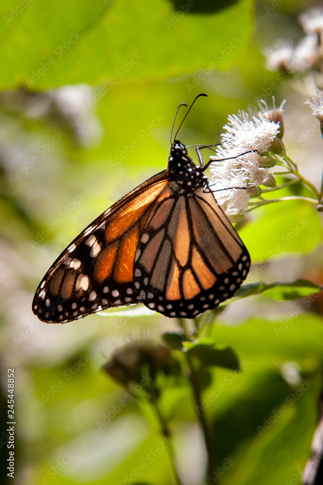 Obraz premium mariposa monarca16