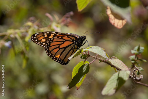 mariposa monarca27 © JuanManuel