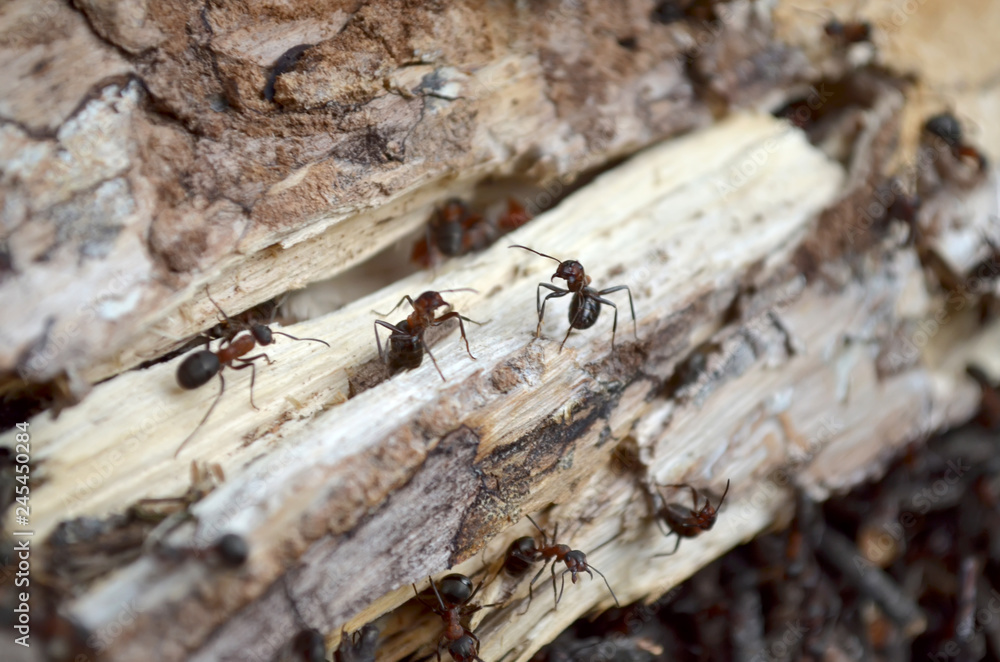 Team of forest ants, protects their home, which is in the old log. Fauna of Ukraine. Shallow depth of field, closeup. Team of forest ants, protects their home, which is in the old log. Fauna of Ukraine. Shallow depth of field, closeup.