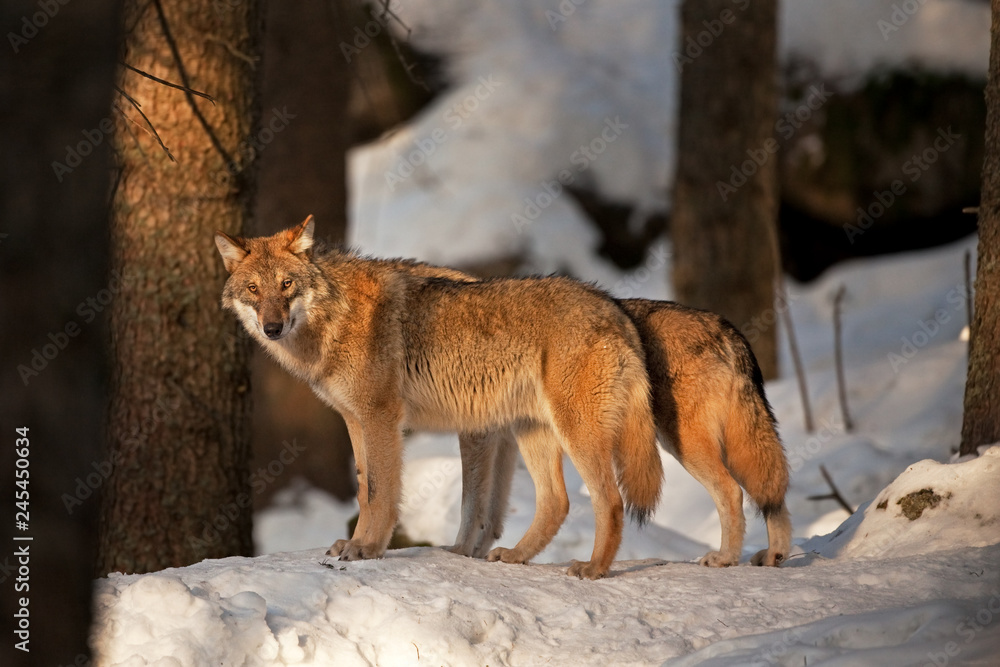 gray wolf, grey wolf, canis lupus gray wolf, grey wolf, canis lupus