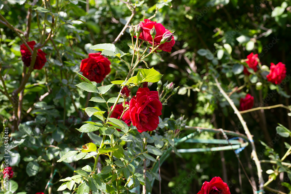 Red roses bush close-up picture
Red roses bush close-up picture