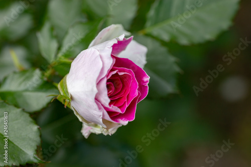 Beautiful pink and white rose on green background