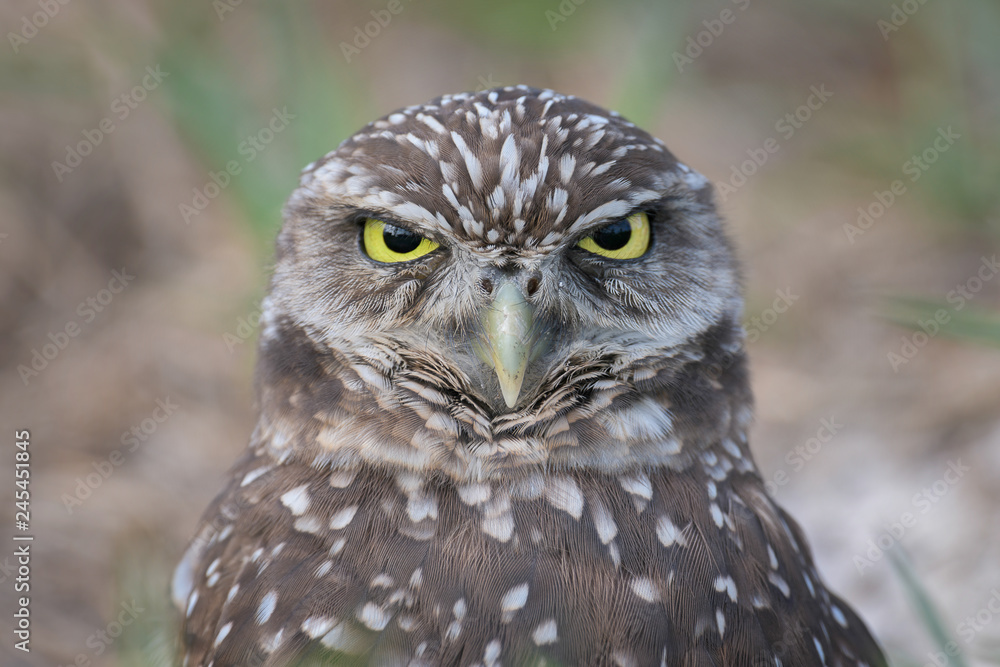 Burrowing owl closeup portrait in Marco Island, Florida