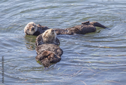 Otters floating in Morro Bay, California photo