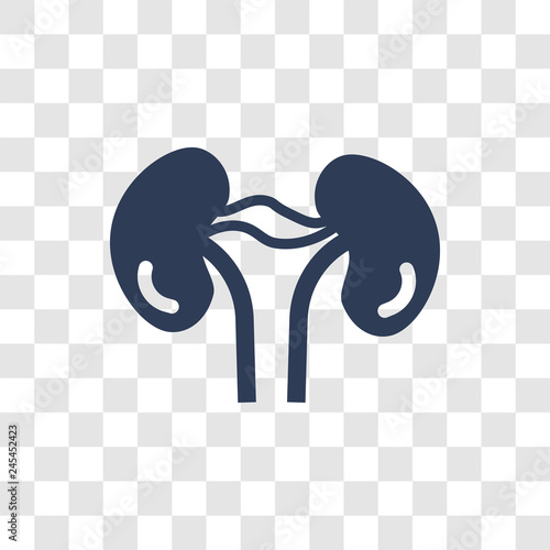 Kidneys icon vector