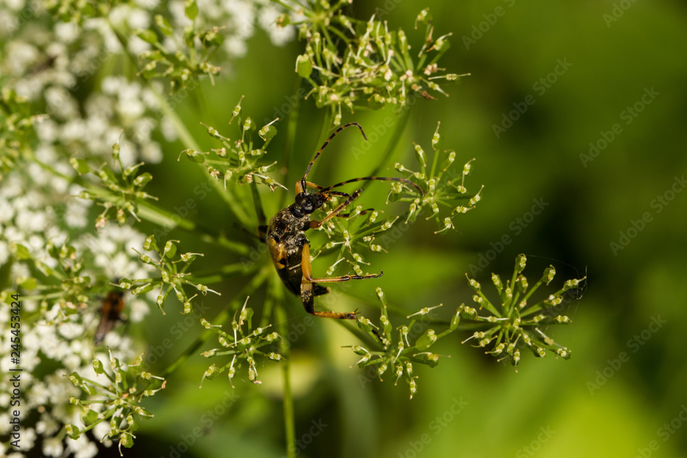Bugs Bugs