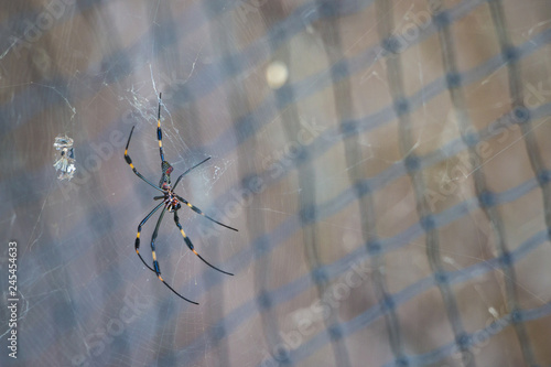 Female golden silk spider nephila clavipes in it's spider web. Araña seda dorara nephila clavipes en su tela de araña photo