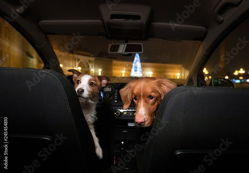 two dogs in the car. Travel with a pet. Nova Scotia Duck Tolling Retriever and Jack Russell Terrier in the evening for a walk