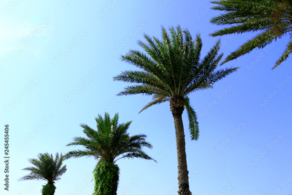 Palm trees line up Palm trees line up