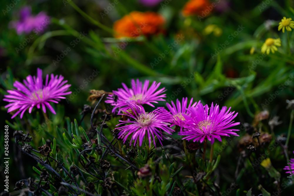 purple daisy ©2018 Ranae Keane-Bamsey Photography www.EMotionGalleries.com purple daisy ©2018 Ranae Keane-Bamsey Photography www.EMotionGalleries.com