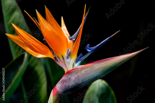 Canvas-taulu Bird of Paradise ©2018 Ranae Keane-Bamsey Photography www