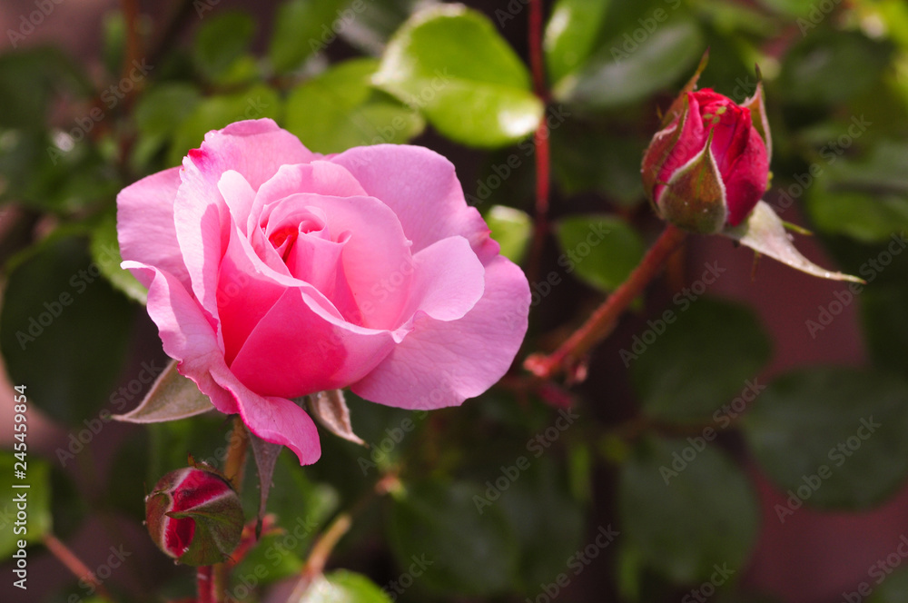 beauty, flower, gardenrose, pink, garden, red, background, flower, closeup, beautiful, nature, green, color, summer,