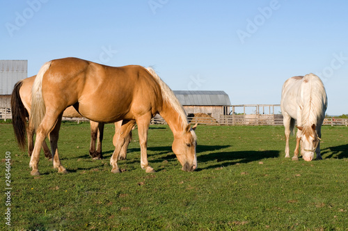 Beautiful Horses Grazing in a Field with A Barn in the Background