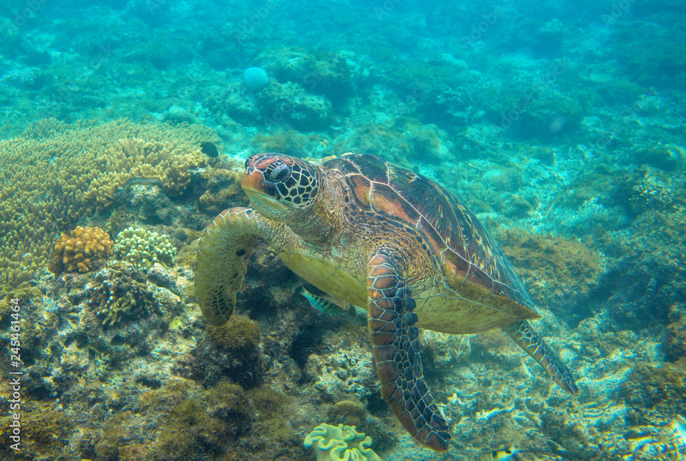 Obraz premium Green turtle in nature underwater photo. Sea turtle closeup. Oceanic animal in wild nature