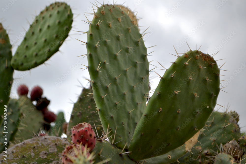 Nopal Nopal