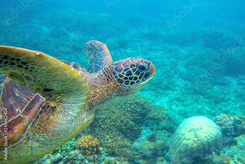 Green turtle dives up underwater photo. Sea turtle closeup. Oceanic animal in wild nature.