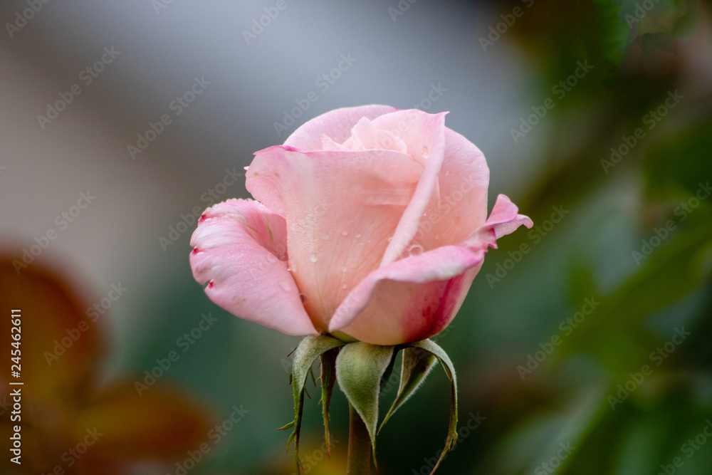 Pink rose