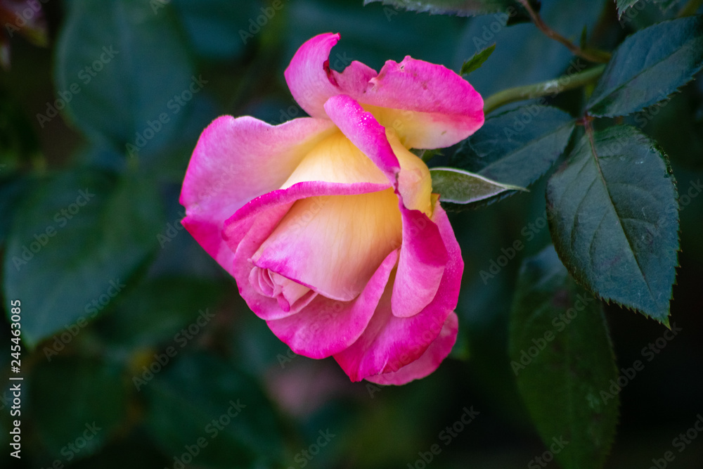 Pink rose