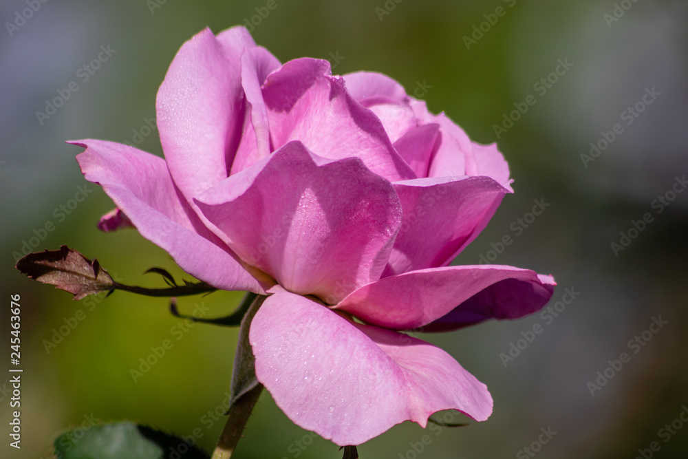 Obraz premium Purple rose