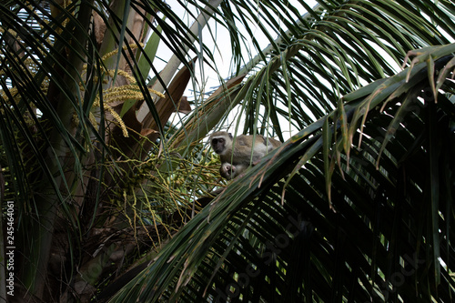 Affenbaby mit Mama auf der Palme