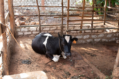 Tierhaltung in Kenia