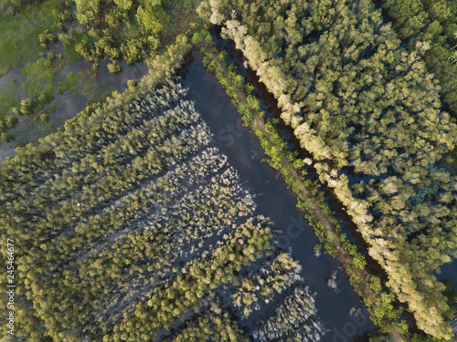 Aerial view of Melaleuca tree forest