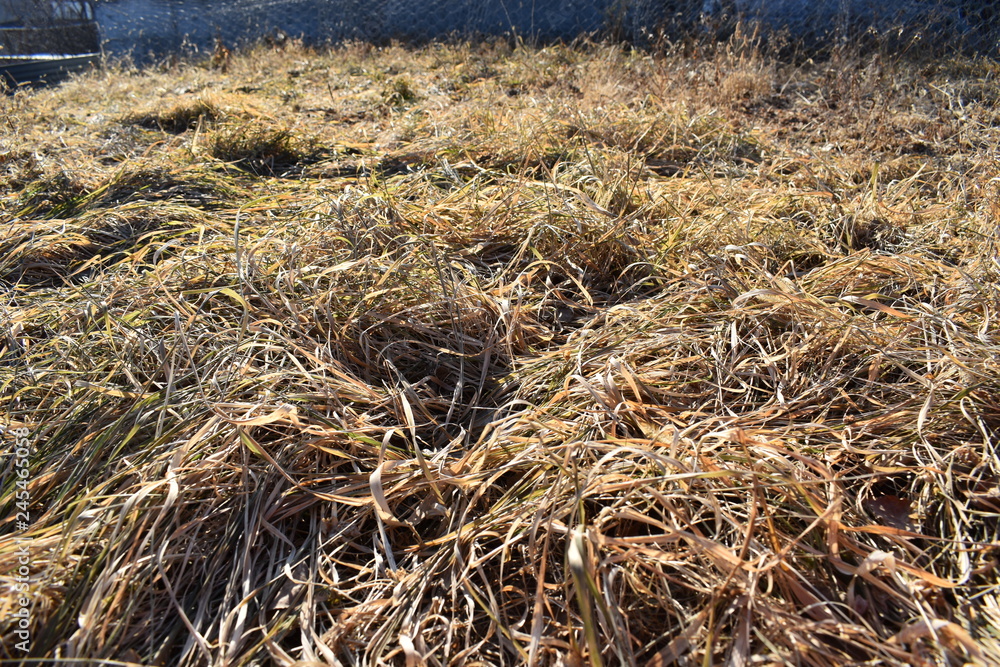 Naklejka premium winter dry grass
