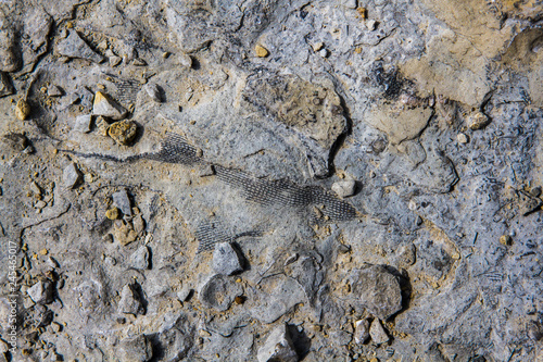 Ancient Fish Fossils from the Devonian Era in a Dried Lakebed