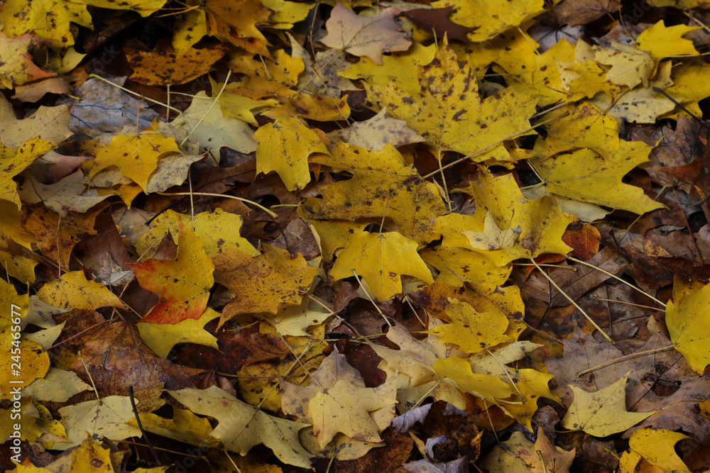 autumn leaves on the ground autumn leaves on the ground