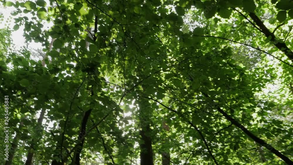 Lovely view of spring season treetops. Rotation on place in the woods. Lovely view of spring season treetops. Rotation on place in the woods.