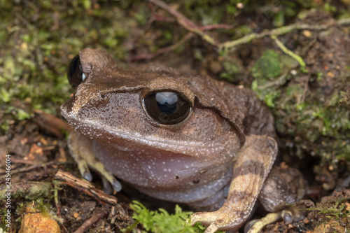 Mountain Litter Frog of Sabah, Borneo
