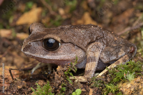 Mountain Litter Frog of Sabah, Borneo photo