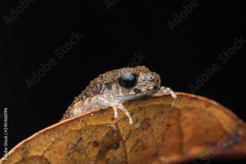 Beautiful nature close-image of Mountain Slender Litter Frog - Leptolalax sabahmontanus