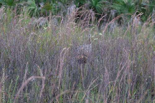 Turkeys, Kissimmee Prairie Preserve State Park, Florida photo