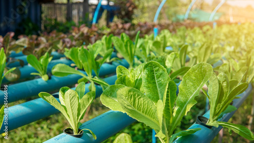 organic hydroponic vegetable in garden