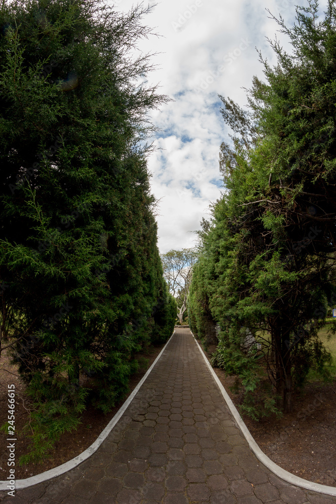 camino camino