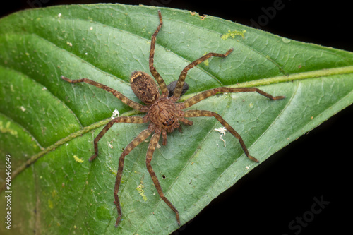 Beautiful Spider in Sabah, Borneo , Spider of Borneo , hunstman spider on green leaf