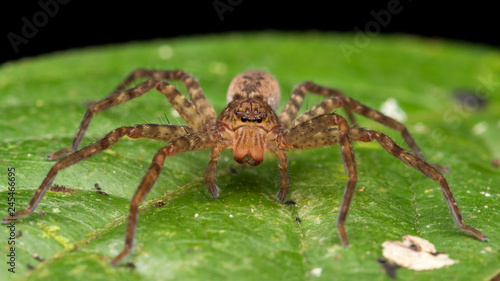 Beautiful Spider in Sabah, Borneo , Spider of Borneo , hunstman spider on green leaf