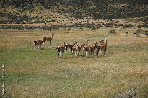 Fototapeta Naklejka Na Ścianę i Meble -  Herd of llamas in argentina