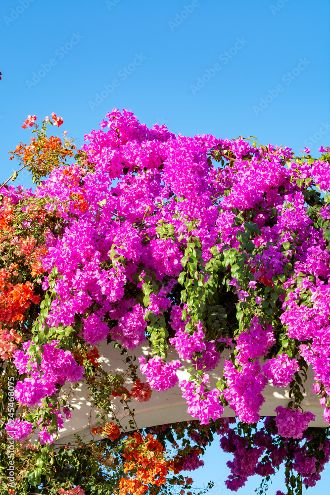 Naklejka premium Blossom of ornamental plant bougainvillea with colorful flower-like spring leaves, decovative plant for gardens and parks