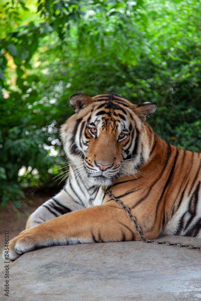 Obraz premium bengal tiger in Thailand