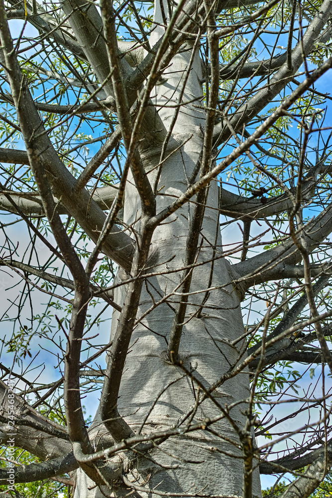 Growing baobab tree in botanical garden Maspalonas, Gag Canaria, Spain Growing baobab tree in botanical garden Maspalonas, Gag Canaria, Spain