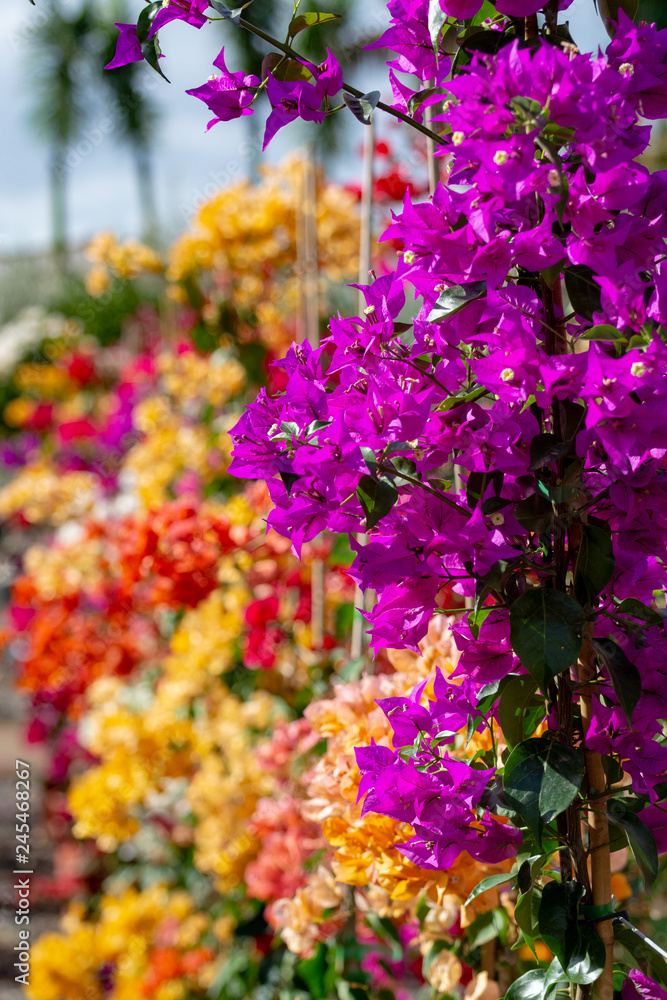 Obraz premium Row of ornamental plant bougainvillea with colorful flower-like spring leaves in buckets on sale in garden shop, house plant and decovative plant for gardens and parks