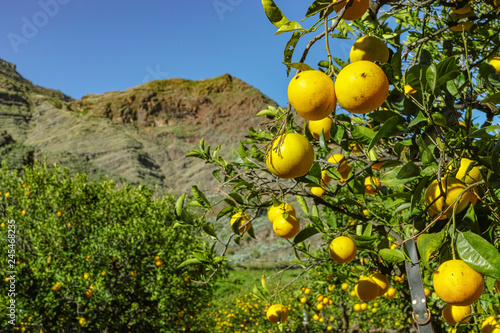 Tasty navel oranges plantation with many orange citrus fruits hanging on trees, Agaete valley, Gran Canaria, Spain